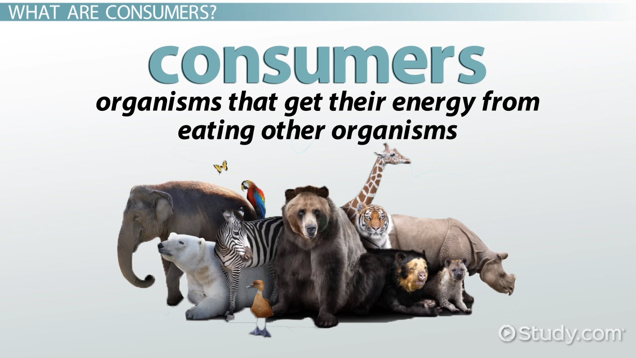 consumers