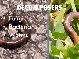 decomposers