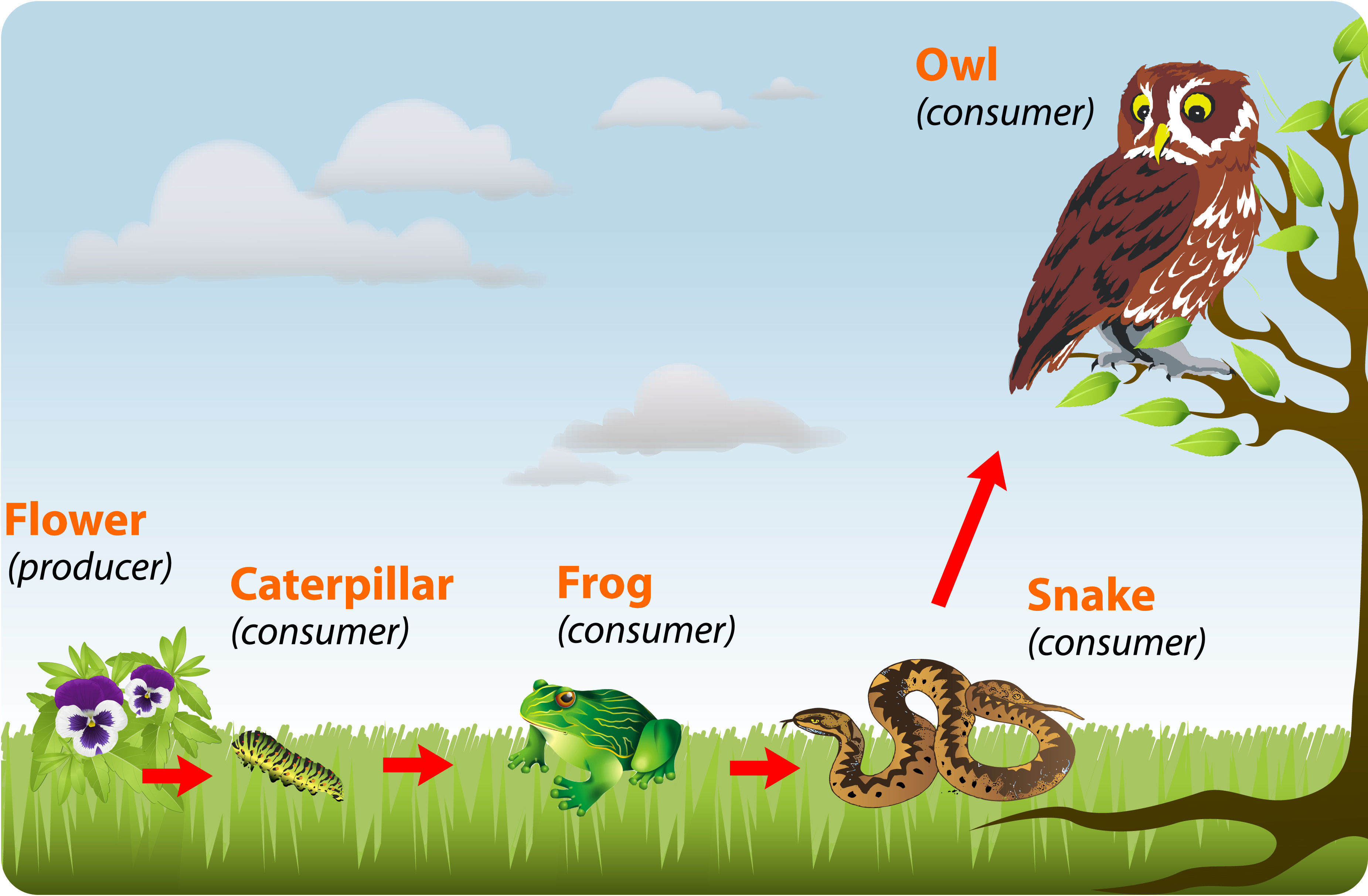 Food Chain In Terrestrial Ecosystem