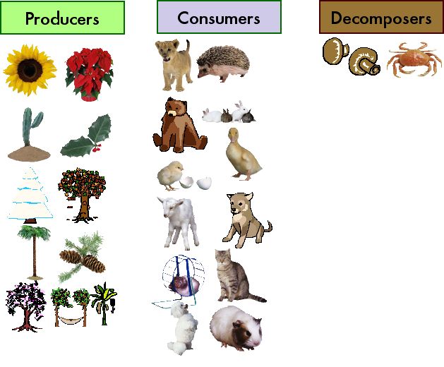 food chain parts