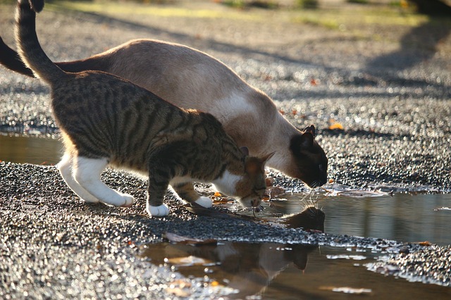 two cats getting a drink out of a puddle