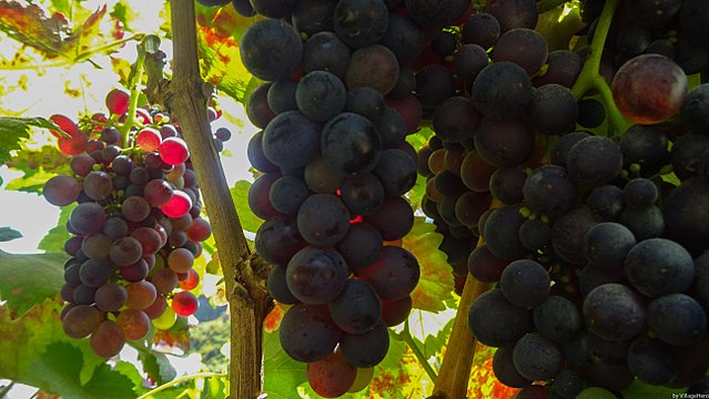 bunches of grapes