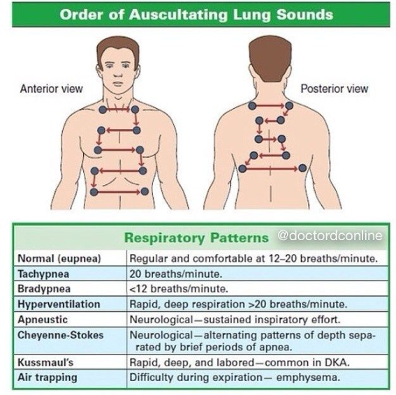 chart of lung sounds