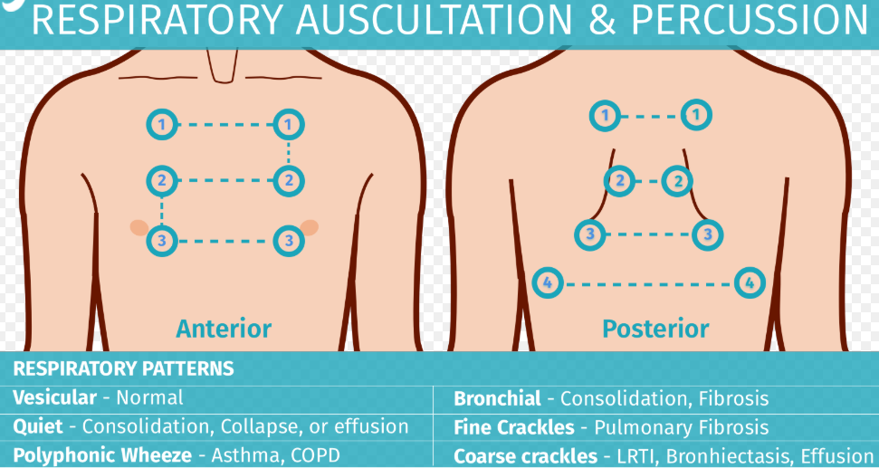 respiratory assessment