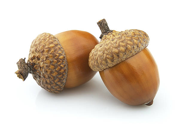 acorn